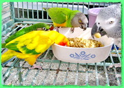 Волнистые попугаи продаю,  кореллы,  неразлучники и др. виды попугаев.