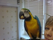 продаю попугая сине-жёлтый ара
