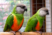 Сенегальский попугай – ручные птенцы выкормыши