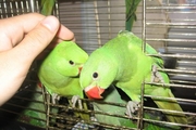 Птенцов Ожереловых попугаев 