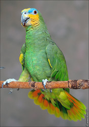 попугая венесуэльского амазона