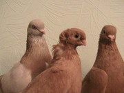 Продам голубей,  г.Павлодар,  Казахстан