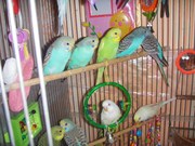 Волнистые попугаи (своего разведения)