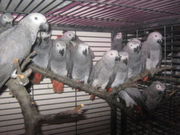 Птенцы выкормыши попугая жако класс РКФ Продаю