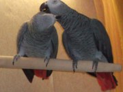Готовая пара попугаев жако краснохвостого