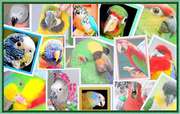 Питомник попугаев,  канареек - Волнистые попугаи,  Неразлучни