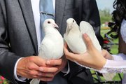 Белые голуби на выпуск для любых мероприятий Казань