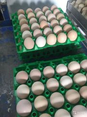 Птицефабрика ООО , , Корнишон» предлагает инкубационные яйца Бройлеров к